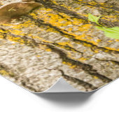 ブラックベアカブ |ミネソタ ポスター (角)