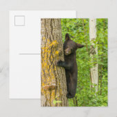 ブラックベアカブ |ミネソタ ポストカード (正面/裏面)
