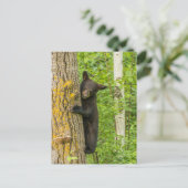 ブラックベアカブ |ミネソタ ポストカード (スタンド正面)