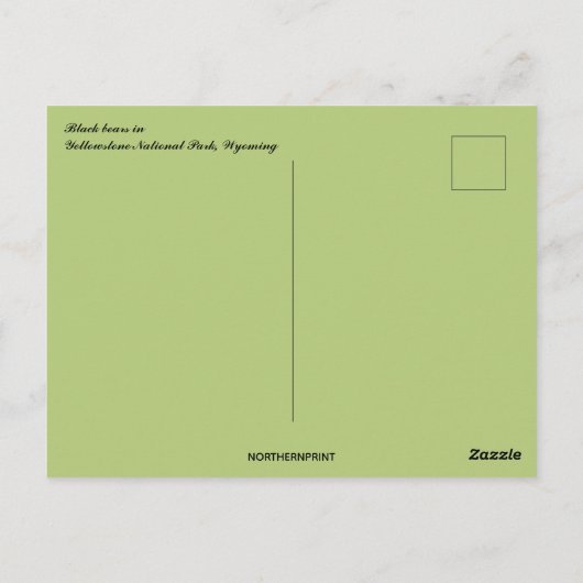 ブラックベアーズイエローストーン国立公園ワイオミング ポストカード (裏面)