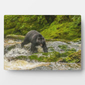 ブラックベア魚釣り |クアクリークブリティッシュコロンビア フォトプラーク (正面)