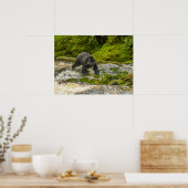 ブラックベア魚釣り |クアクリークブリティッシュコロンビア ポスター (キッチン)