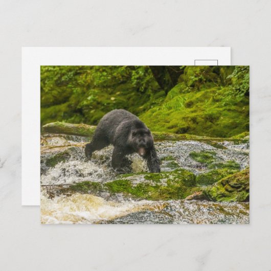 ブラックベア魚釣り |クアクリークブリティッシュコロンビア ポストカード (正面/裏面)