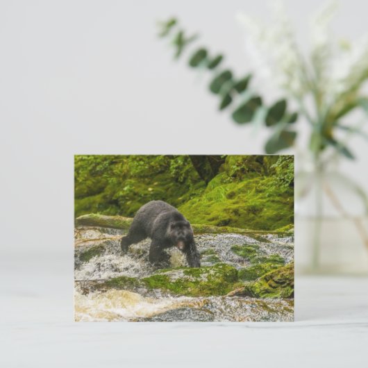 ブラックベア魚釣り |クアクリークブリティッシュコロンビア ポストカード (スタンド正面)