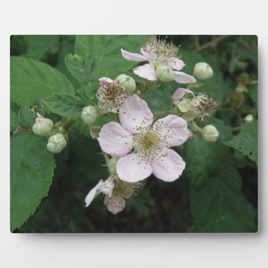 ブラックベリーの花のプレート フォトプラーク (正面)