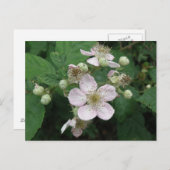 ブラックベリーの花のポストカード ポストカード (正面/裏面)