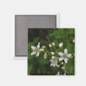 ブラックベリーの花 マグネット (正面/裏面)