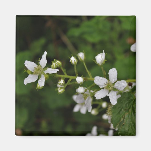 ブラックベリーの花 マグネット (正面)