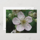 ブラックベリーフラワーマクロポストカード ポストカード (正面/裏面)