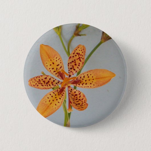ブラックベリーリリーという，オレンジ色の斑点のあるアイリス 缶バッジ (正面)