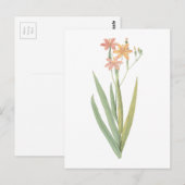 ブラックベリーリリー（ベランカンダチネンシス） by Redoue ポストカード (正面/裏面)