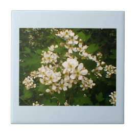 ブラックベリー開花 タイル