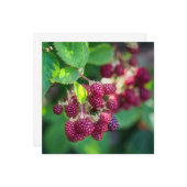 ブラックベリー カード (正面/裏面インサイチュ)