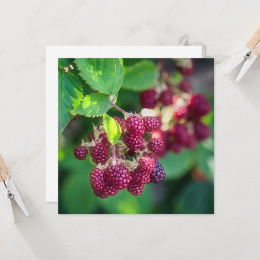 ブラックベリー カード (正面/裏面インサイチュ)