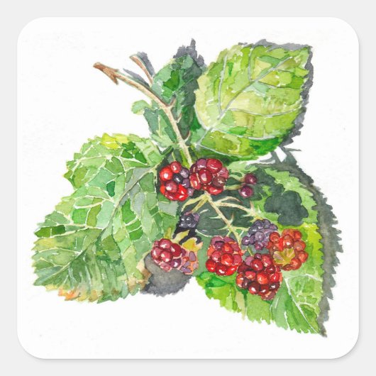 ブラックベリー スクエアシール (正面)