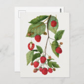 ブラックベリー・フルーツ・ウォーター・カ絵画ラーズの支店 ポストカード (正面/裏面)