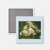 ブラックベリー ブルーム マグネット (正面/裏面)