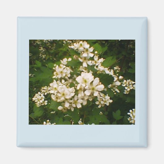 ブラックベリー ブルーム マグネット (正面)