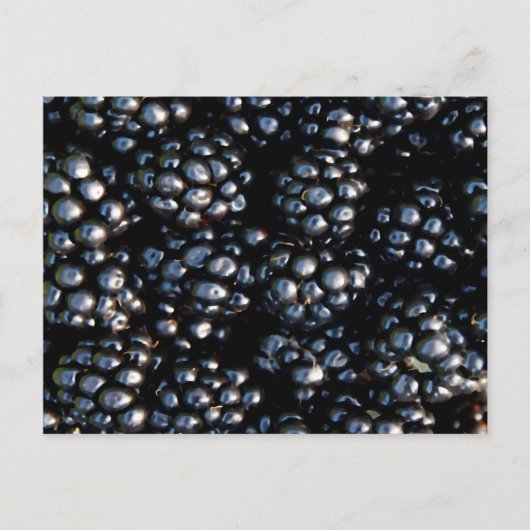 ブラックベリー ポストカード (正面)