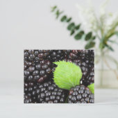 ブラックベリー ポストカード (スタンド正面)