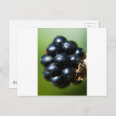 ブラックベリー ポストカード (正面/裏面)