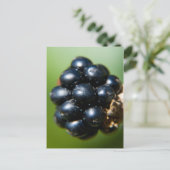 ブラックベリー ポストカード (スタンド正面)