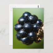 ブラックベリー ポストカード (正面/裏面)
