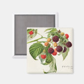 ブラックベリー マグネット (正面/裏面)