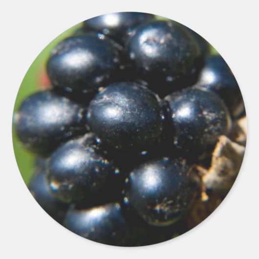 ブラックベリー ラウンドシール (正面)