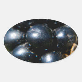 ブラックベリー 楕円形シール