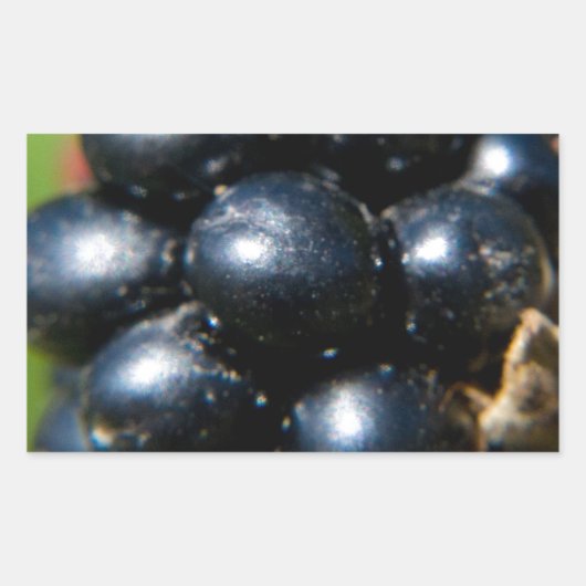 ブラックベリー 長方形シール (正面)