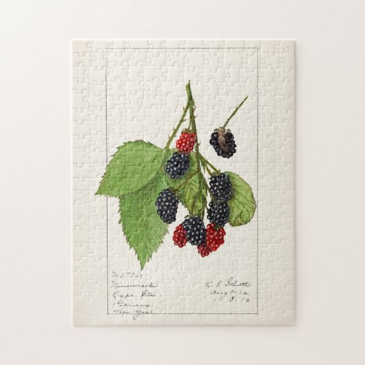 ブラックベリー(Rubus subg)Rubus Watson)フルーツ ジグソーパズル (縦)