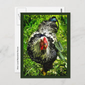 ブラックホワイトウイアンドット種の雄鳥 緑のポストカード ポストカード (正面/裏面)