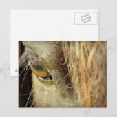 ブラックホースアイ ポストカード (正面/裏面)