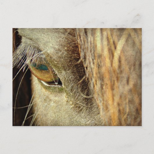 ブラックホースアイ ポストカード (正面)