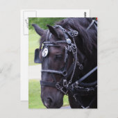 ブラックホース384誕生日はがき ポストカード (正面/裏面)