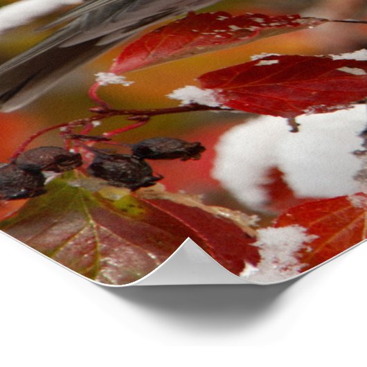 ブラックホーソーンのアメリカンロビン ポスター (角)