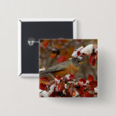 ブラックホーソーンのアメリカンロビン 缶バッジ (正面&裏面)