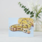 ブラックボールとイエローボールPython 2 ポストカード (スタンド正面)