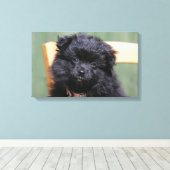 ブラックポメラニア犬パピー キャンバスプリント (インサイチュ (ウッドフロア))