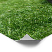 ブラックポメラニア犬子犬カメラを見て ポスター (角)