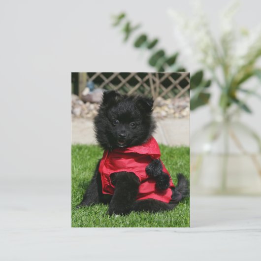 ブラックポメラニア犬子犬カメラを見て ポストカード (スタンド正面)