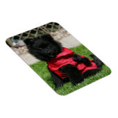 ブラックポメラニア犬子犬カメラを見て マグネット (右側)