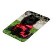 ブラックポメラニア犬子犬カメラを見て マグネット (左側)