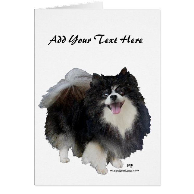 ブラックポメラニア犬 (正面)