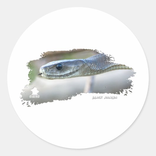 ブラックマンバ ラウンドシール (正面)