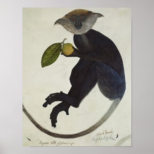 ブラックモンキー ポスター (正面)