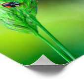 ブラックラディバード ポスター (角)