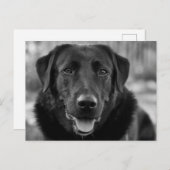 ブラックラブラドールの写真 ペット犬 ポストカード (正面/裏面)