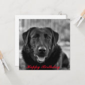 ブラックラブラドールの写真 ペット 犬 カード (正面/裏面インサイチュ)